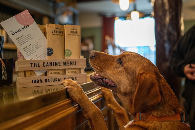 Dog Friendly Pubs Near Me That Serve Food