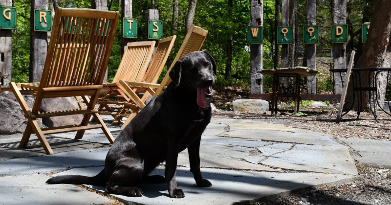 Dog Friendly Resorts Pennsylvania