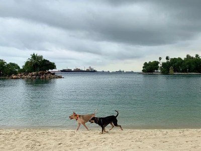 Dog Friendly Trips Near Me