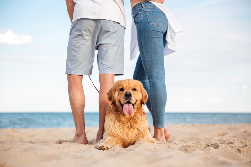 Dog Friendly Vacation Beach