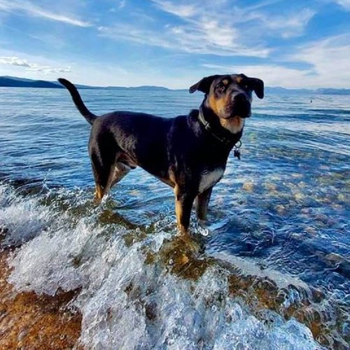 Dog Friendly Vacation Ideas East Coast