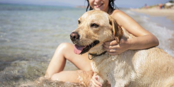 Dog Friendly Vacation Spots In Michigan