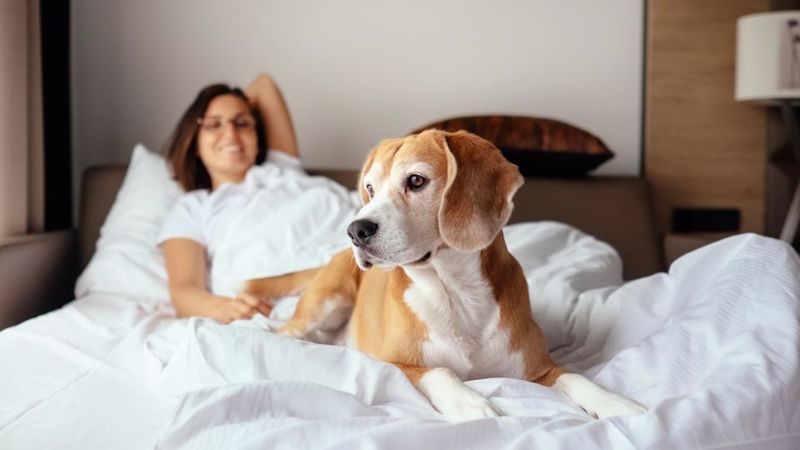 Dog Friendly Vacation Spots In Texas