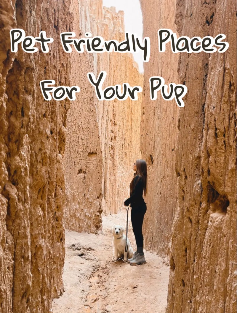 Dog Friendly Vacation Spots Near Me