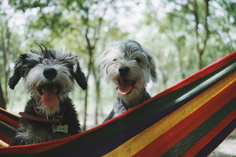 Dog Friendly Vacation Spots