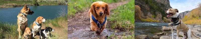 Dog Friendly Vacations Colorado