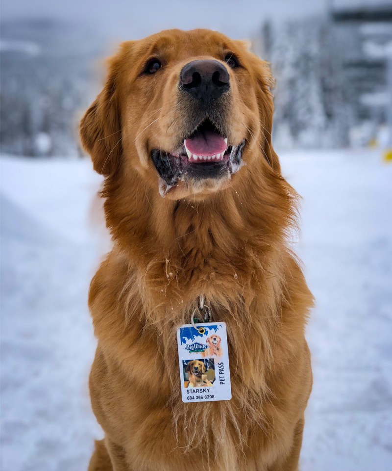 Dog Friendly Vacations In Canada