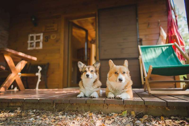 Dog Friendly Vacations In Tennessee