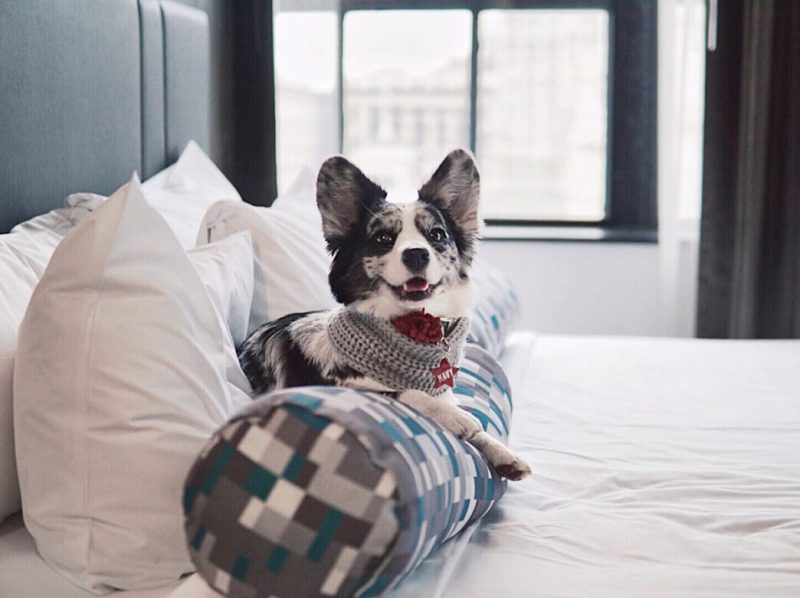 Dog Friendly Vacations Near Philadelphia