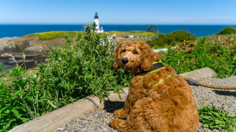 Dog Friendly Vacations Oregon