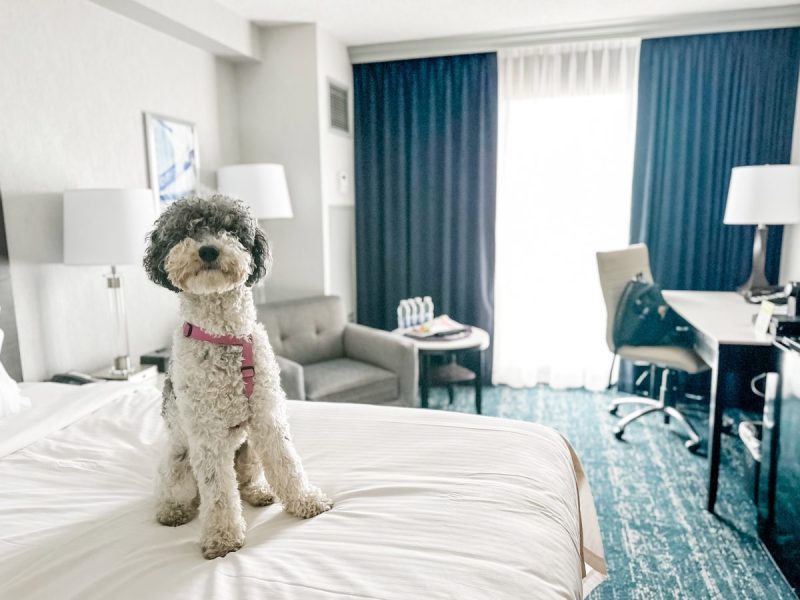 Dog Friendly Vacations Quebec