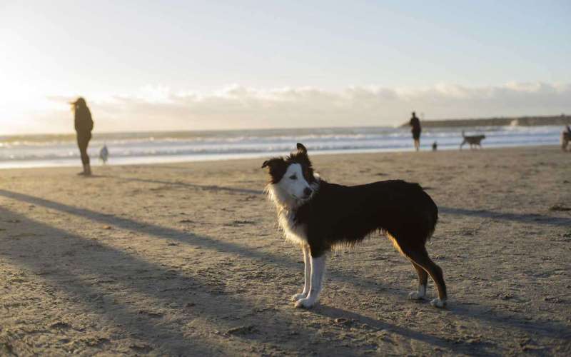 Dog Friendly Vacations San Diego