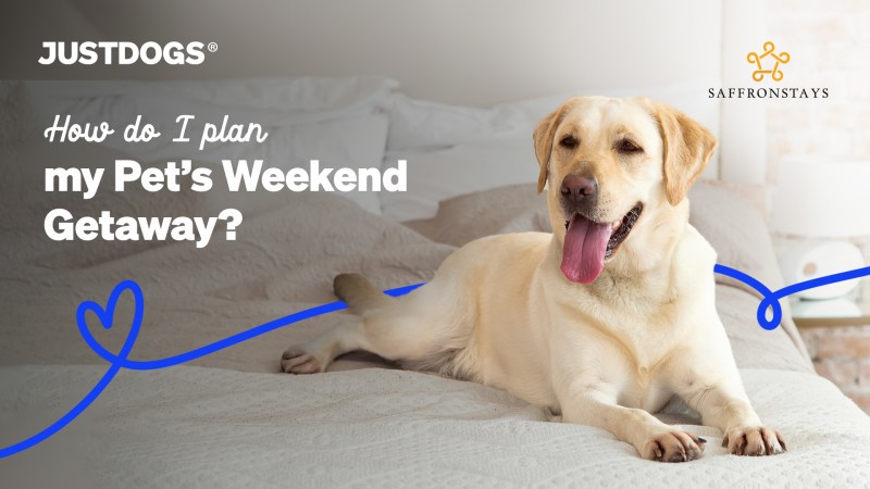 Dog-friendly Weekend Getaways Near Me