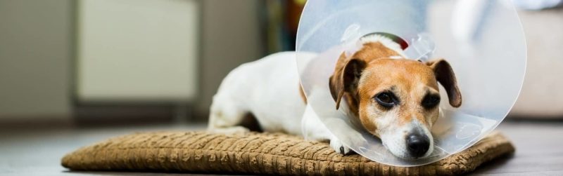 How Much Does It Cost To Have A Puppy Spayed