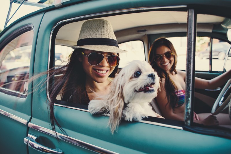 Pet Friendly Places To Go On Vacation