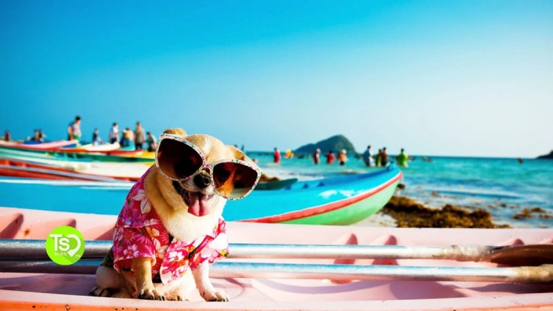 Pet Friendly Vacations Near Me