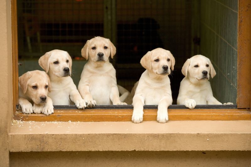 Place To Keep Dogs While On Vacation