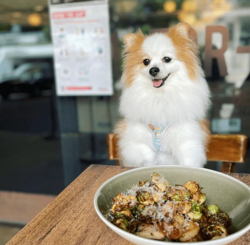 Places To Eat Dog Friendly Near Me