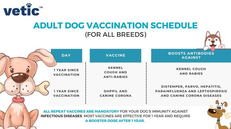 Puppy Vaccinations Near Me