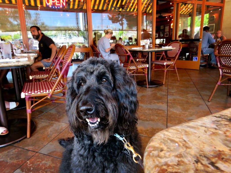 Restaurants Near Me With Outdoor Seating Dog Friendly