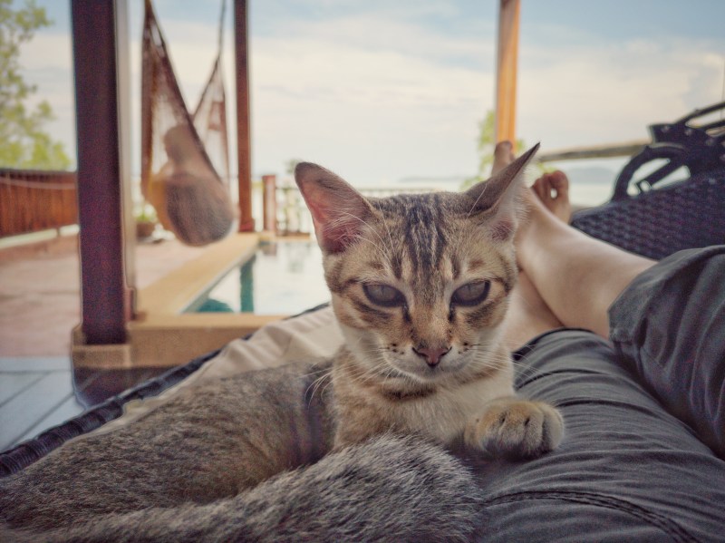 What To Do With Cats While On Vacation