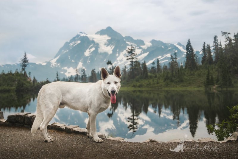 Best Dog Friendly Hikes Washington