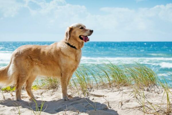 Dog Friendly Vacations East Coast