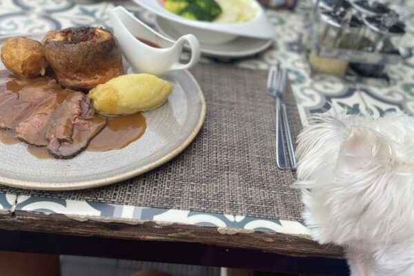 Best Dog Friendly Sunday Lunch Near Me