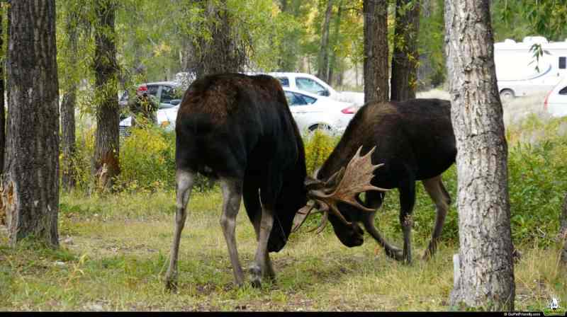 Dog Friendly Lodging Near Jackson Wy