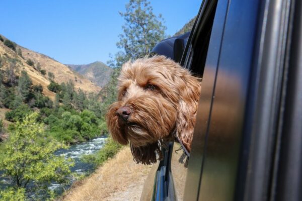 Dog Friendly Lodging Near Yosemite