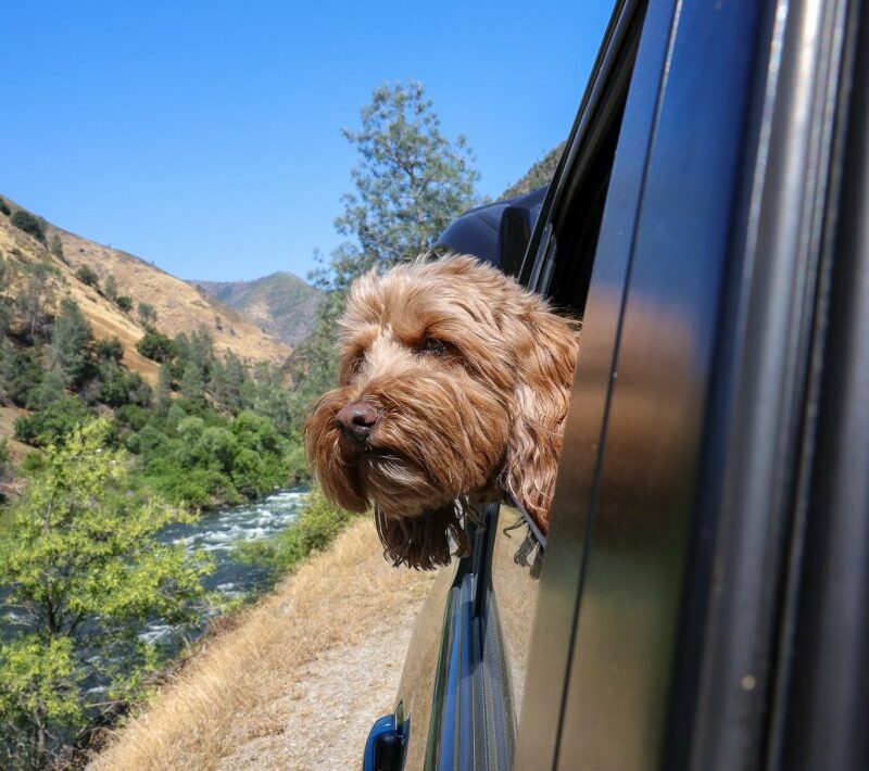 Dog Friendly Lodging Near Yosemite