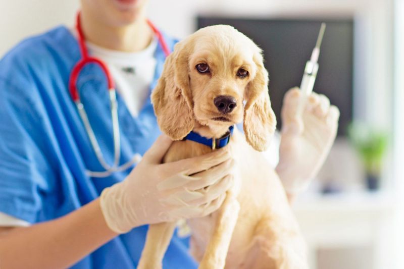 Free Pet Vaccinations Near Me For Dogs