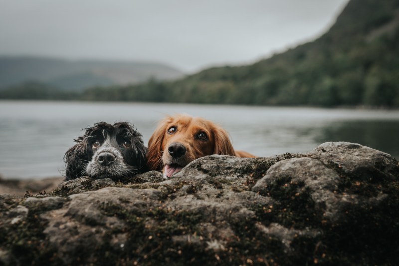 Best Dog Friendly Mountains Lake District