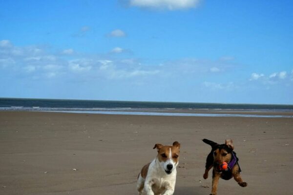 Dog Friendly Holidays East Anglia