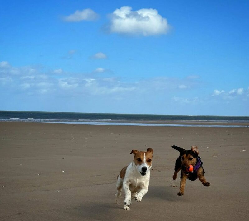 Dog Friendly Holidays East Anglia