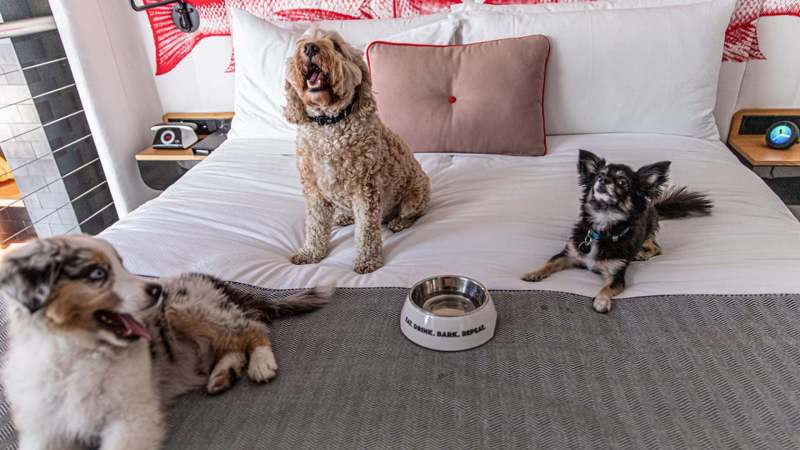 Best Dog Friendly Hotels East Coast