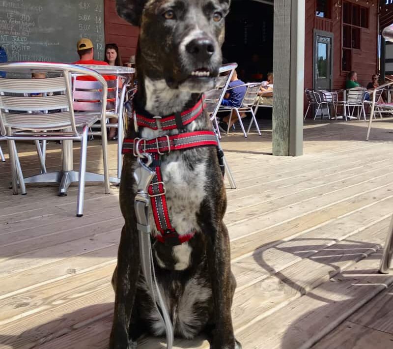 Best Dog Friendly Bars Denver