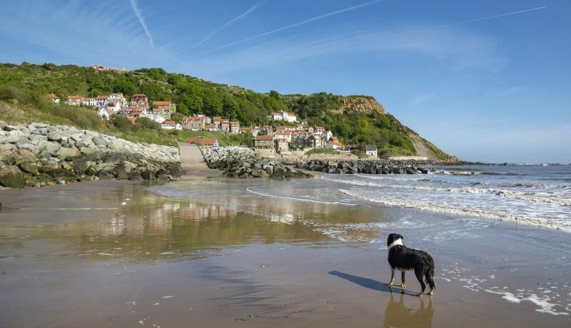 Best Dog Friendly Locations Uk