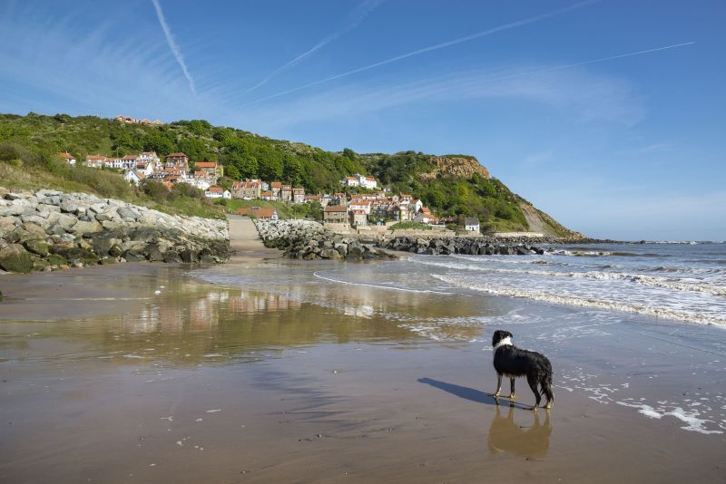 Best Dog Friendly Locations Uk