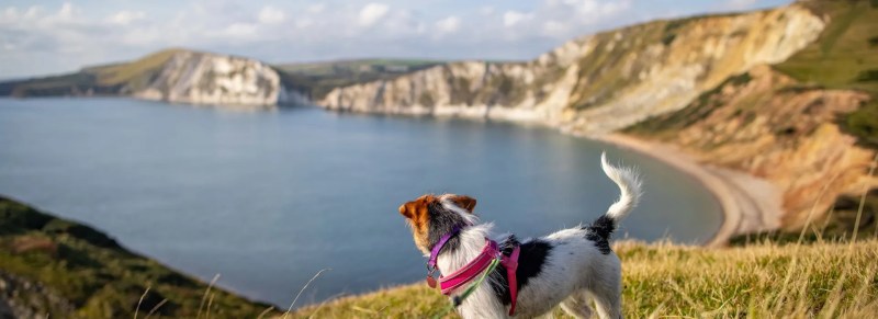 Dog Friendly Holidays Jurassic Coast