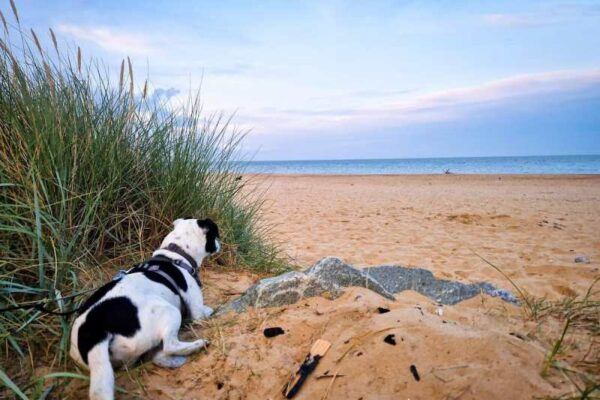 Dog Friendly Vacations Northeast